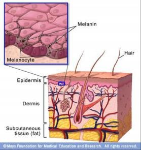 melanin and skin layers